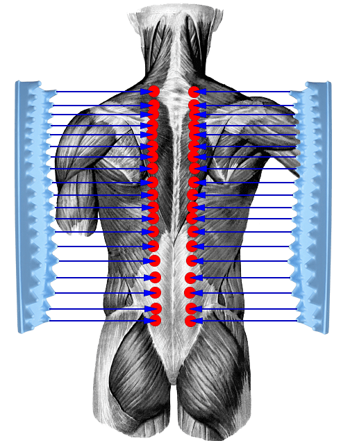 Нижняя часть поясницы. Мышечный корсет спины. Мышцы позвоночника. Мышцы вдоль позвоночника. Мышцы вдоль спины.
